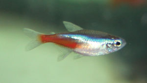 Neon Tetra