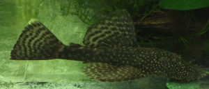 Bristlenose Catfish