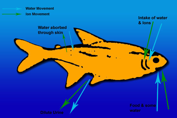 fish excretory system