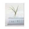 Echinodorus Tenellus - Narrow Leaf Chain Sword Size