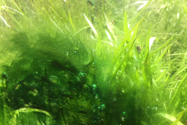 Algae In The Freshwater Aquarium - Algae1