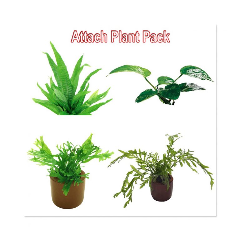 Attach Plant Pack Buy Online Serene Aquarium
