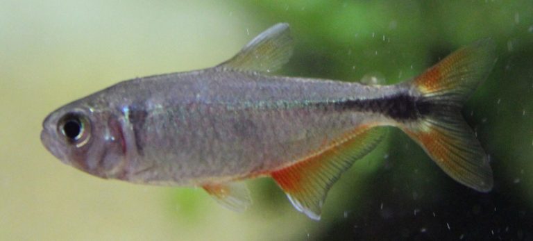 Buenos Aires Tetra - Hyphessobrycon Anisitsi - Serene Aquarium