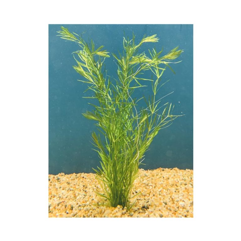 Hydrilla Bunch Live Aquatic Plant - Serene Aquarium