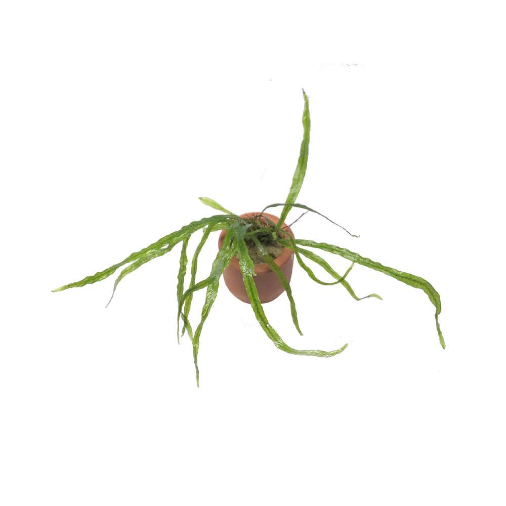 Java Fern Microsorium Pteropus Narrow Leaf 3cm Pot
