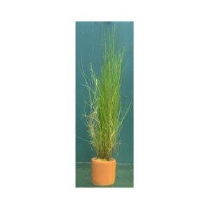 Hairgrass Eleocharis Acicularis 3cm Terracotta Pot