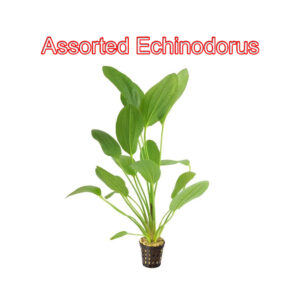 Assorted Echinodorus 5cm Pot