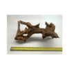 Wizard Driftwood - Image 2